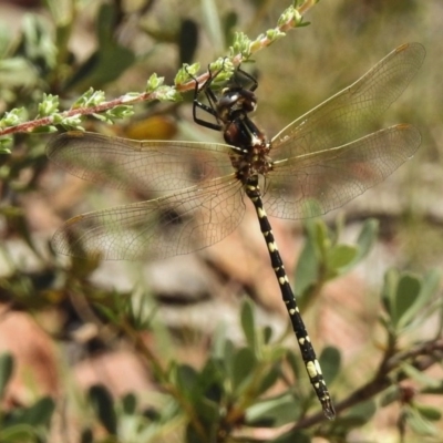 Synthemis eustalacta (Swamp Tigertail) at Rendezvous Creek, ACT - 22 Jan 2017 by JohnBundock