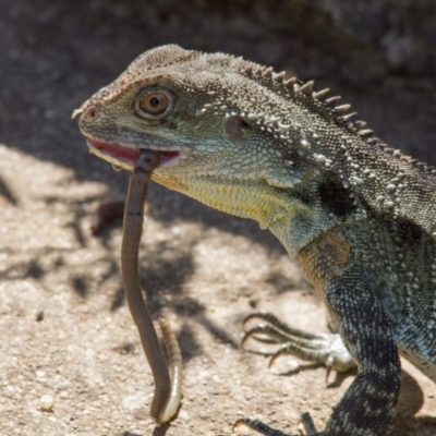 Intellagama lesueurii howittii (Gippsland Water Dragon) at Acton, ACT - 21 Jan 2017 by AlisonMilton