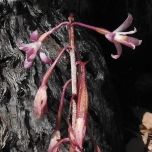 Dipodium roseum at Rendezvous Creek, ACT - suppressed