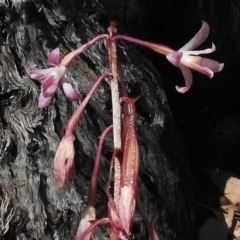 Dipodium roseum (Rosy Hyacinth Orchid) at Rendezvous Creek, ACT - 22 Jan 2017 by JohnBundock