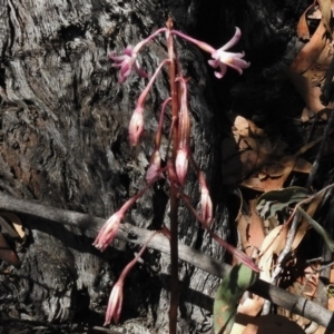 Dipodium roseum at Rendezvous Creek, ACT - suppressed