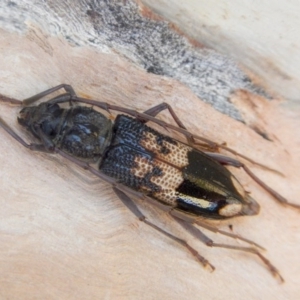 Phoracantha semipunctata at Higgins, ACT - 21 Jan 2017