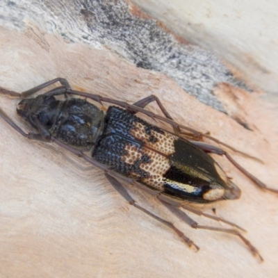 Phoracantha semipunctata (Common Eucalypt Longicorn) at Higgins, ACT - 21 Jan 2017 by AlisonMilton