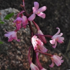 Dipodium roseum (Rosy Hyacinth Orchid) at Rendezvous Creek, ACT - 22 Jan 2017 by JohnBundock