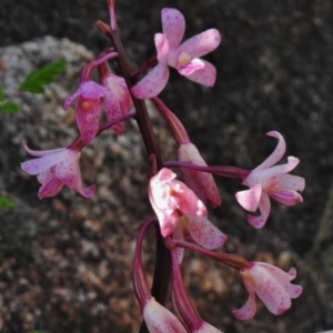 Dipodium roseum at Rendezvous Creek, ACT - 22 Jan 2017