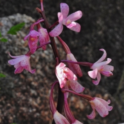 Dipodium roseum (Rosy Hyacinth Orchid) at Rendezvous Creek, ACT - 22 Jan 2017 by JohnBundock