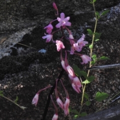 Dipodium roseum at Rendezvous Creek, ACT - 22 Jan 2017