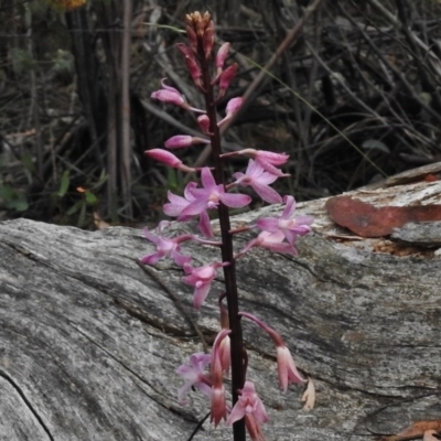 Dipodium roseum (Rosy Hyacinth Orchid) at Rendezvous Creek, ACT - 22 Jan 2017 by JohnBundock