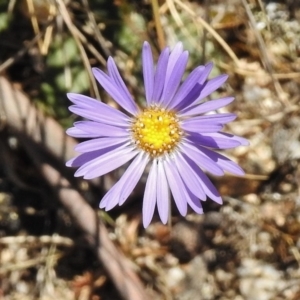 Brachyscome spathulata at Rendezvous Creek, ACT - 22 Jan 2017