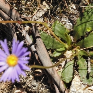 Brachyscome spathulata at Rendezvous Creek, ACT - 22 Jan 2017 12:35 PM