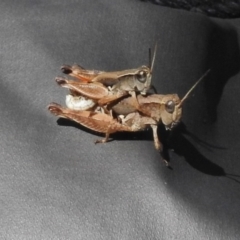 Phaulacridium vittatum (Wingless Grasshopper) at Namadgi National Park - 22 Jan 2017 by JohnBundock