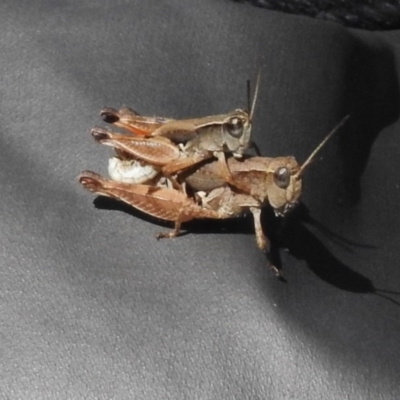 Phaulacridium vittatum (Wingless Grasshopper) at Rendezvous Creek, ACT - 22 Jan 2017 by JohnBundock