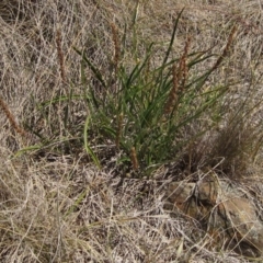 Plantago gaudichaudii at Cooma, NSW - 21 Dec 2016 by pinnaCLE