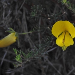 Gompholobium huegelii at Rendezvous Creek, ACT - 22 Jan 2017