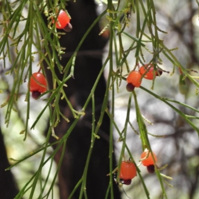 Exocarpos cupressiformis (Cherry Ballart) at Namadgi National Park - 22 Jan 2017 by JohnBundock