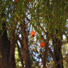 Exocarpos cupressiformis at Rendezvous Creek, ACT - 22 Jan 2017