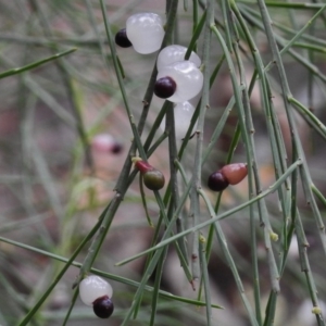 Exocarpos strictus at Rendezvous Creek, ACT - 22 Jan 2017