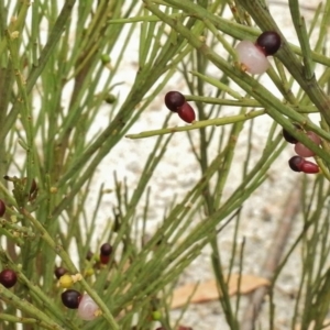 Exocarpos strictus at Rendezvous Creek, ACT - 22 Jan 2017