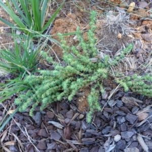 Paronychia brasiliana at Reid, ACT - 10 Jan 2017