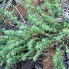 Paronychia brasiliana at Reid, ACT - 10 Jan 2017 10:13 AM