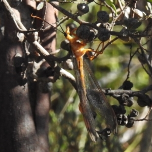 Nymphes myrmeleonoides at Rendezvous Creek, ACT - 22 Jan 2017