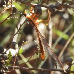 Nymphes myrmeleonoides at Rendezvous Creek, ACT - 22 Jan 2017