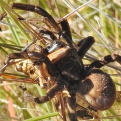 Tasmanicosa sp. (genus) (Unidentified Tasmanicosa wolf spider) at Namadgi National Park - 21 Jan 2017 by JohnBundock