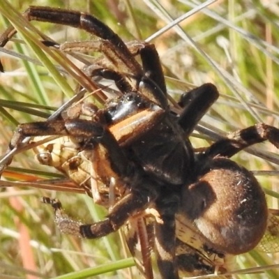 Tasmanicosa sp. (genus) (Tasmanicosa wolf spider) at Rendezvous Creek, ACT - 22 Jan 2017 by JohnBundock