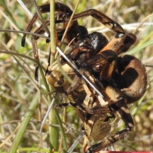 Tasmanicosa sp. (genus) at Rendezvous Creek, ACT - 22 Jan 2017