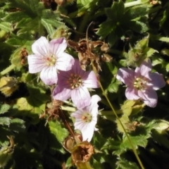 Geranium (genus) (Geranium) at Booth, ACT - 22 Jan 2017 by JohnBundock