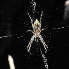 Argiope (genus) (A St. Andrew's cross spider) at Booth, ACT - 22 Jan 2017 by JohnBundock
