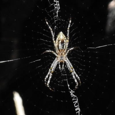 Argiope (genus) (A St. Andrew's cross spider) at Booth, ACT - 22 Jan 2017 by JohnBundock