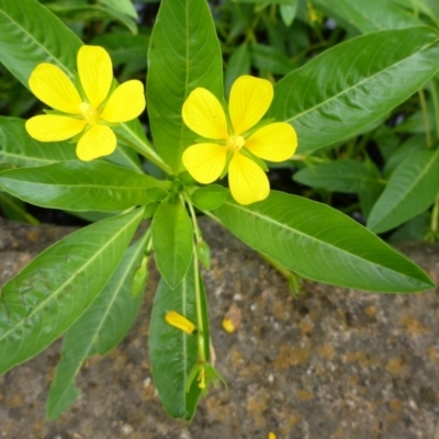 Ludwigia peploides subsp. montevidensis (Water Primrose) at Parkes, ACT - 9 Jan 2017 by JanetRussell