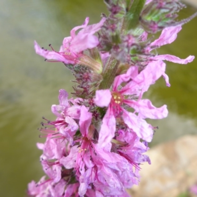 Lythrum salicaria (Purple Loosestrife) at Commonwealth & Kings Parks - 17 Jan 2017 by JanetRussell