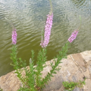 Lythrum salicaria at Canberra, ACT - 17 Jan 2017 04:02 PM