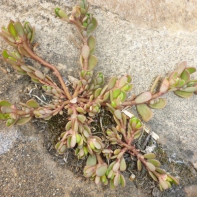 Portulaca oleracea (Munyeroo ,Pigweed, Purslane) at Commonwealth & Kings Parks - 17 Jan 2017 by JanetRussell