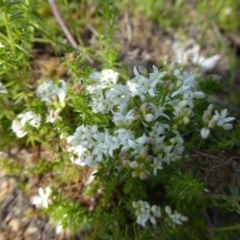 Asperula conferta (Common Woodruff) at Sth Tablelands Ecosystem Park - 12 Oct 2016 by JanetRussell