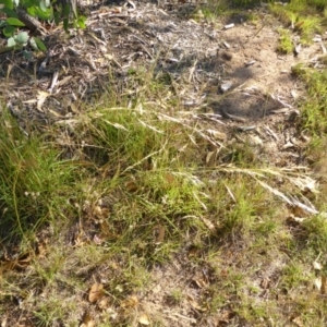 Austrostipa bigeniculata at Molonglo Valley, ACT - 3 Jan 2017