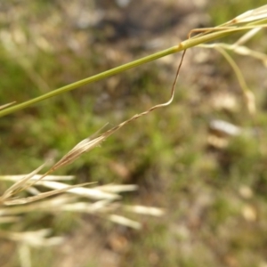 Austrostipa bigeniculata at Molonglo Valley, ACT - 3 Jan 2017 04:45 PM