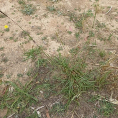 Bothriochloa macra (Red Grass, Red-leg Grass) at Molonglo Valley, ACT - 8 Dec 2015 by JanetRussell