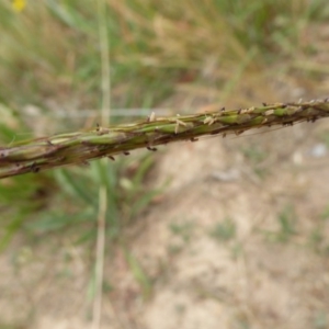 Bothriochloa macra at Molonglo Valley, ACT - 8 Dec 2015 09:33 AM