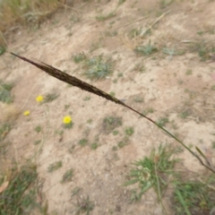 Bothriochloa macra at Molonglo Valley, ACT - 8 Dec 2015