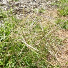 Chloris truncata (Windmill Grass) at Sth Tablelands Ecosystem Park - 3 Jan 2017 by JanetRussell