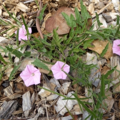 Convolvulus angustissimus subsp. angustissimus (Australian Bindweed) at Sth Tablelands Ecosystem Park - 6 Jan 2016 by JanetRussell