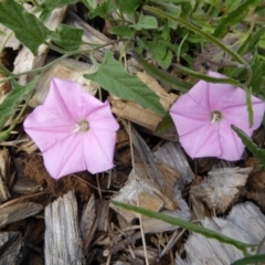 Convolvulus angustissimus subsp. angustissimus at Molonglo Valley, ACT - 7 Jan 2016 10:45 AM