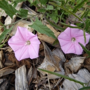 Convolvulus angustissimus subsp. angustissimus at Molonglo Valley, ACT - 7 Jan 2016