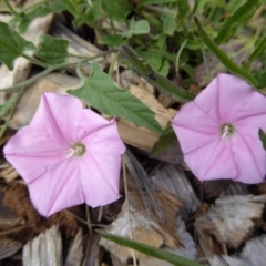 Convolvulus angustissimus subsp. angustissimus at Molonglo Valley, ACT - 7 Jan 2016