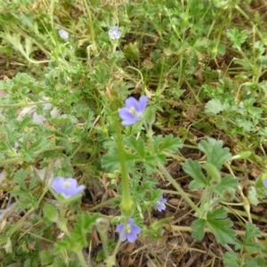 Erodium crinitum at Molonglo Valley, ACT - 2 Oct 2016