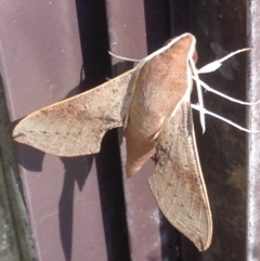 Hippotion scrofa (Coprosma Hawk Moth) at QPRC LGA - 22 Jan 2017 by Safarigirl