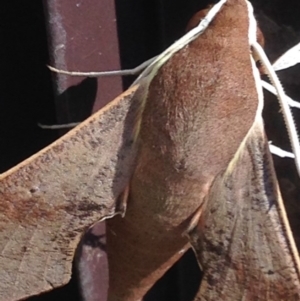 Hippotion scrofa at Burra, NSW - 23 Jan 2017